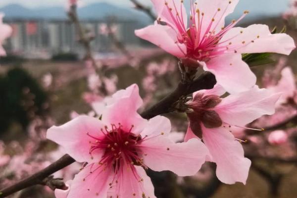 女命遍野桃花，爱情春风化雨的隐秘象征