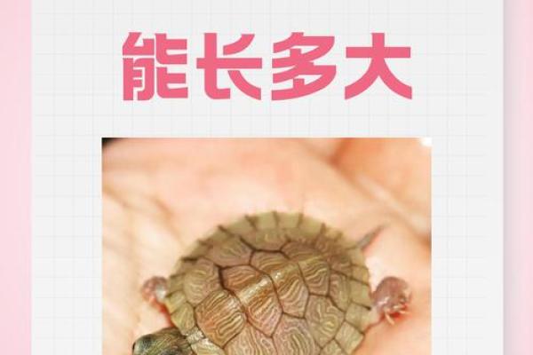 你知道吗？某些生物的寿命竟能超过乌龟，你想知道它们是什么吗？