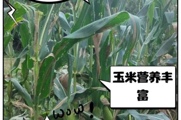 为何一颗玉米让生命戛然而止？探寻食物背后的隐秘故事