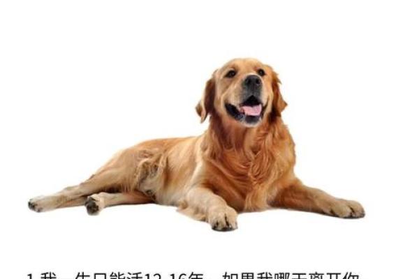 属狗的人短命的命理解析与人生智慧