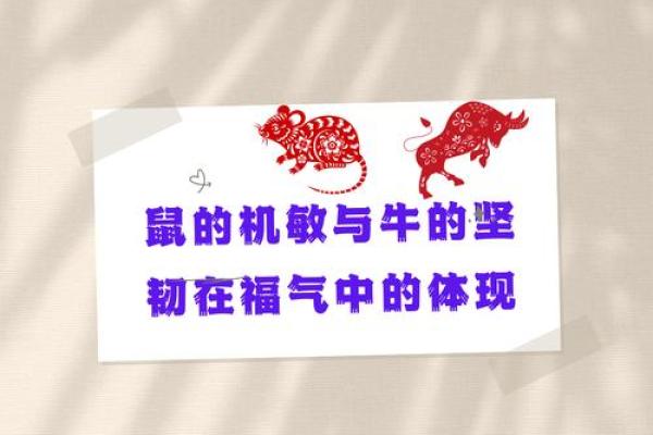 2023年怀孕宝宝的命运分析：属相与生命轨迹的奥秘