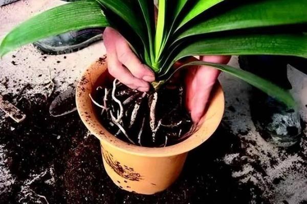 土命人士适合种植的花卉推荐与养护技巧