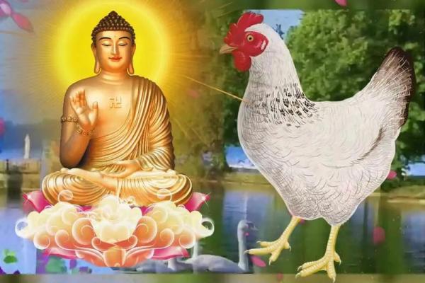 属鸡命不强的原因探讨与人生启示