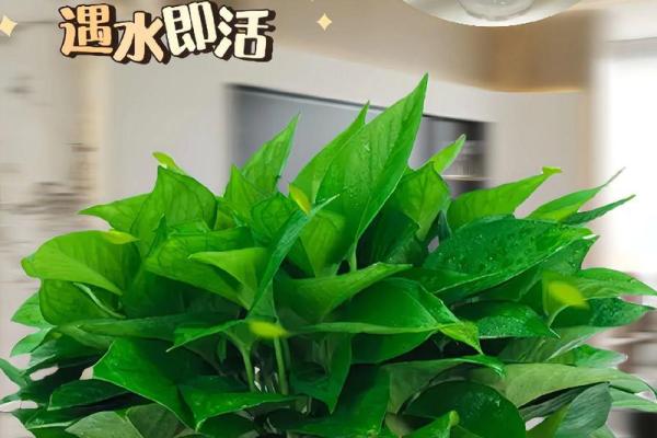 风水植物与五行命理的奥秘：如何选择合适的绿植提升运势？
