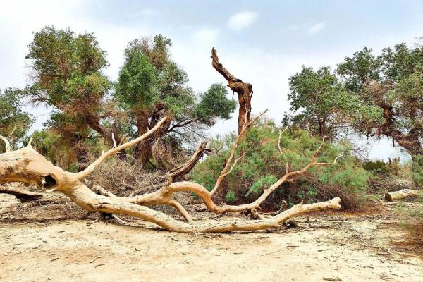 适合独处的人的命运:孤独与成长的美丽交响曲 适合独处的人的命运:孤独与成长的美丽交响曲