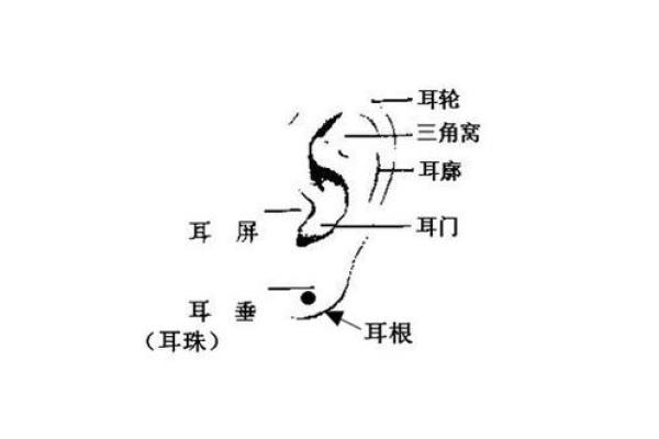 耳朵尖的人命运揭秘：你也是其中之一吗？