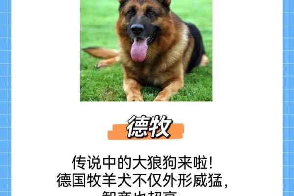 40岁属狗人的命运解读：忠诚与智慧的结合