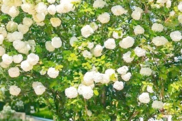 适合种花树的人群与技巧：让生活绽放绚丽色彩