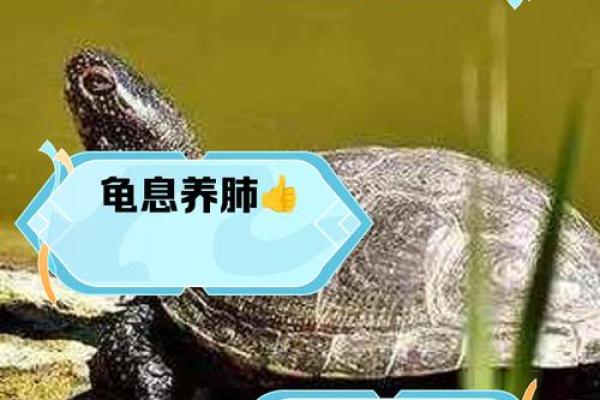 土命人士最佳养生法则：如何选择适宜宠物和植物来提升运势？