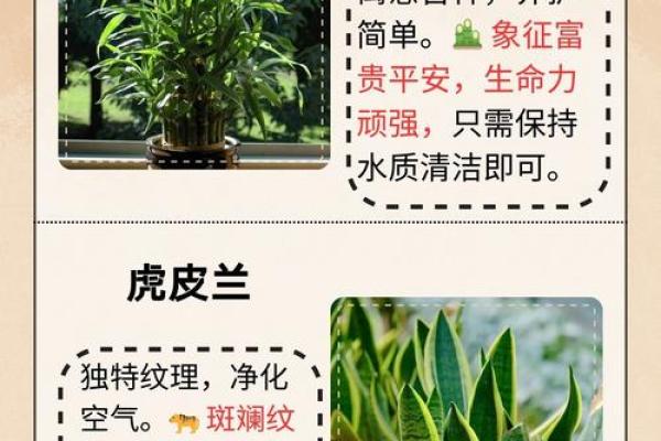 火羊命与植物的完美搭配：寻找心灵的绿意朋友