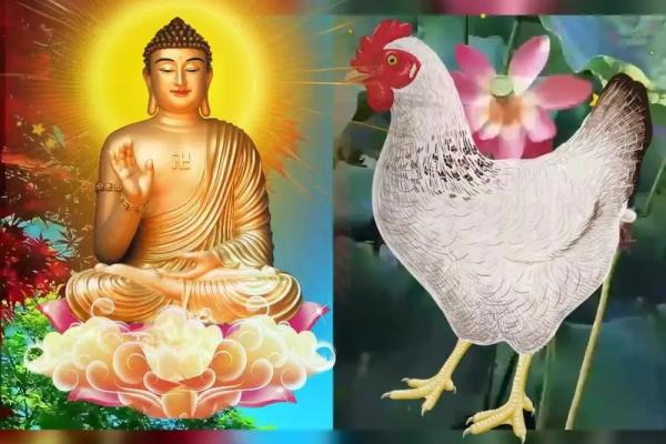 41岁属鸡人士的命运解析与人生智慧