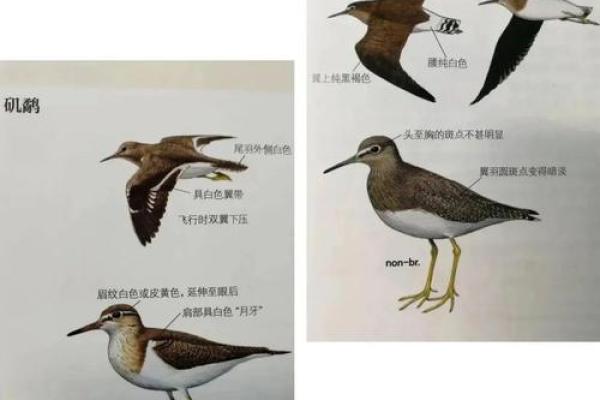 通过脚部特征识别性格，揭示你内心的小秘密！