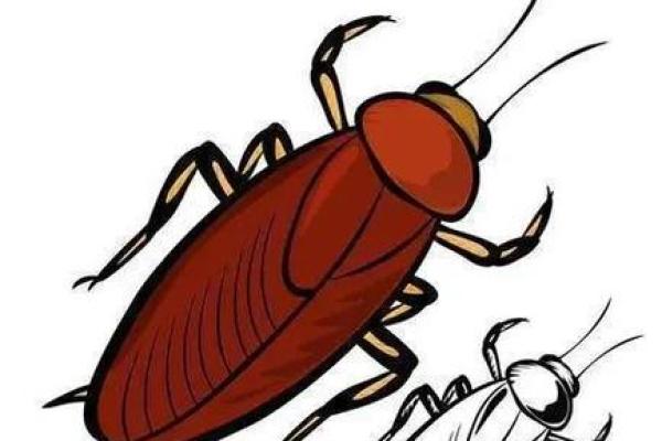 为什么蟑螂的命很硬？探秘生命力强大的小生灵
