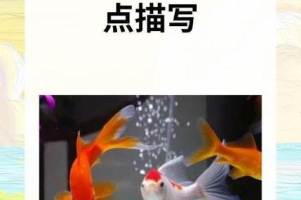天上火命的金鱼选择：如何养出活泼灵动的小鱼儿