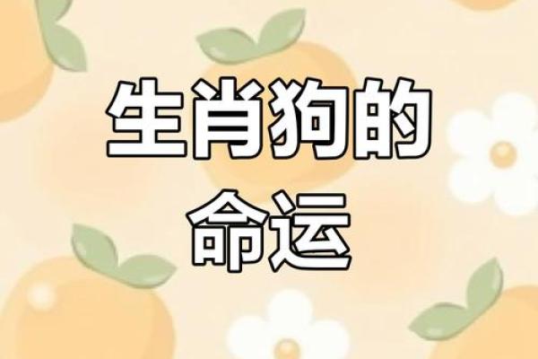 揭秘06年属狗人士的命运与性格特点的分析