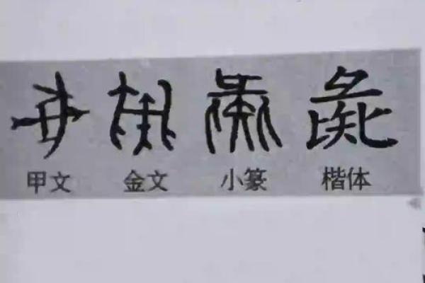山上猪命是什么？探索背后的深刻含义与人生哲学