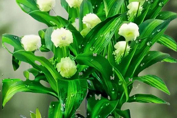 命里缺水的人该携带的幸运物品与生活小技巧