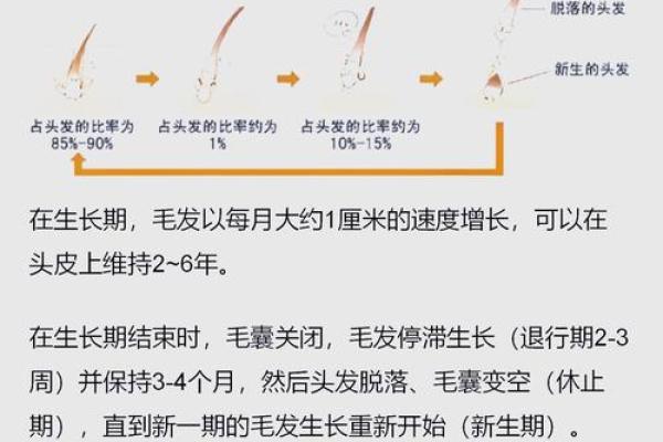 男士头发粗密与命运的关系探讨：揭秘五大因素影响人生轨迹