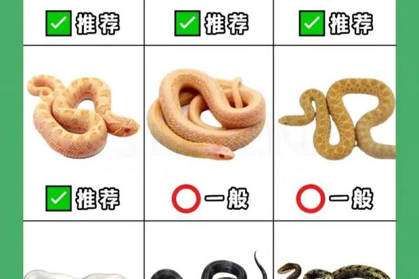 选择适合的蛇种：最容易养殖的蛇类推荐