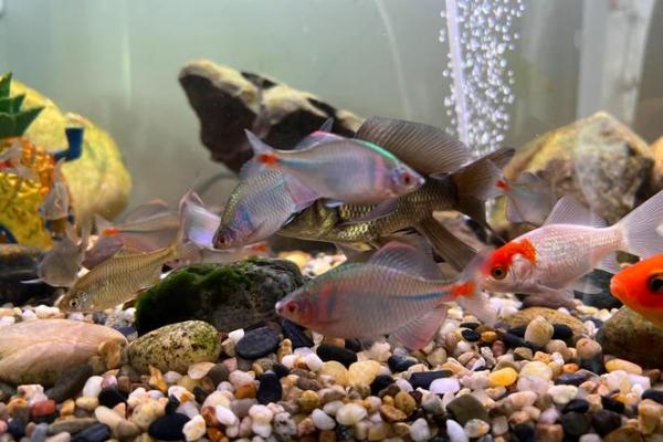属什么命的人养鱼最好？探寻属于你的水中奇缘