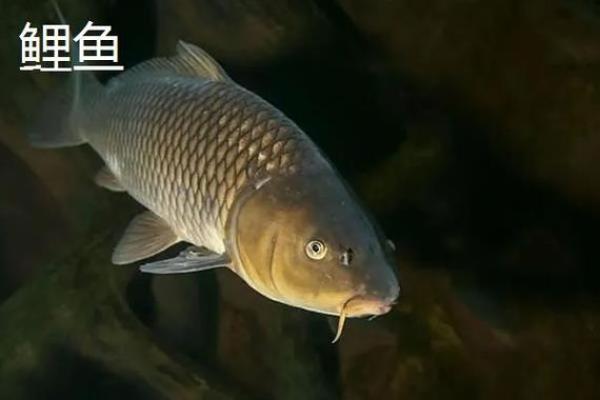 属什么命的人养鱼最好？探寻属于你的水中奇缘