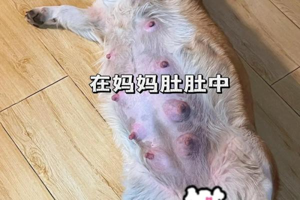 揭秘：狗年出生的小狗，命运如何？