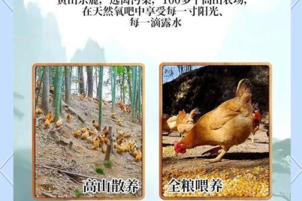 土鸡命的人佩戴什么？尽享好运与幸福！