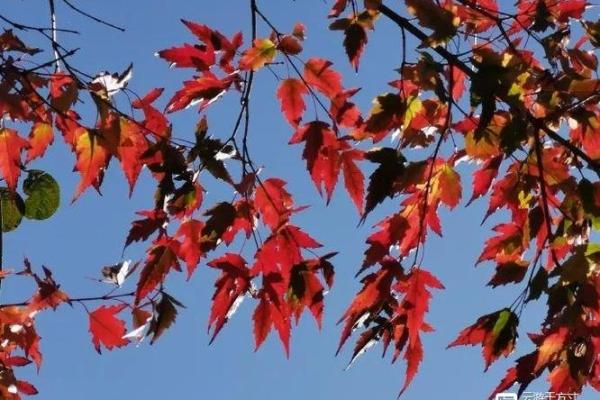 红枫花的命运：为什么你不能养？揭秘其中奥秘！