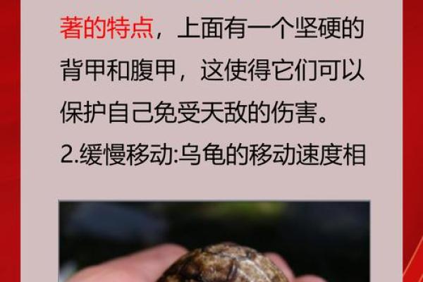 喜欢什么龟代表命好，解密龟与运势的深厚联系！
