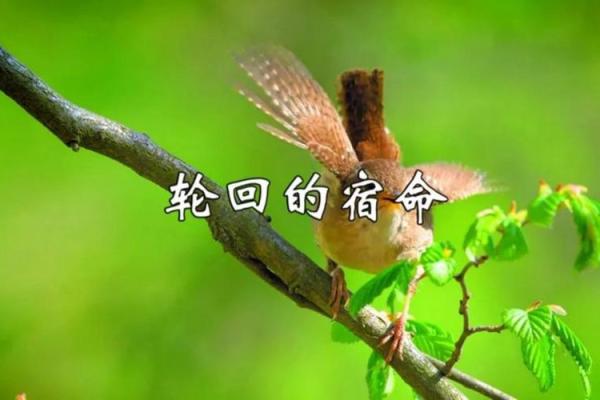 一世命即百世命：探讨生命的轮回与宿命的哲学思考