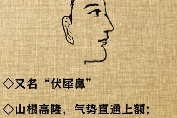女人的鼻子命运揭秘：面相学中的鼻子与命运关系