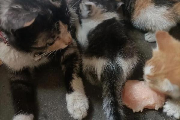 揭秘猫咪的九条命：神秘与灵性的结合