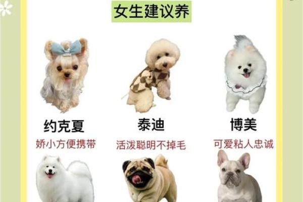命理分析：哪些人适合养黑狗，完美搭配的宠物选择