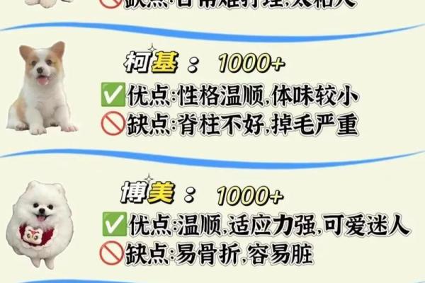 命理分析：哪些人适合养黑狗，完美搭配的宠物选择