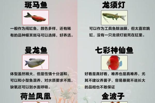 适合养花养鱼的命理分析：让生活更美好的秘诀