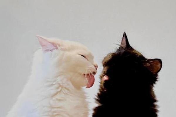 视猫如命，猫咪的陪伴与温暖带给我们的感动与启示