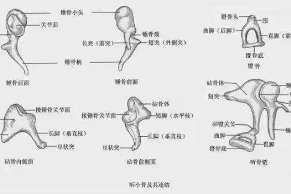 男子耳朵小的命运与人生哲学：折射出哪些深刻启示？