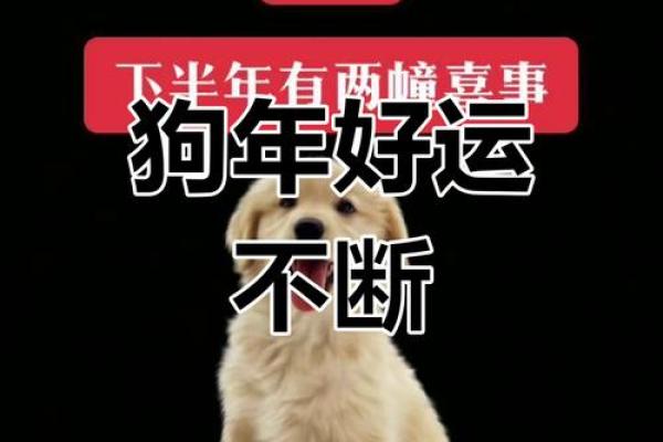 明天狗年到，揭秘2023年生肖狗的命运与运势！
