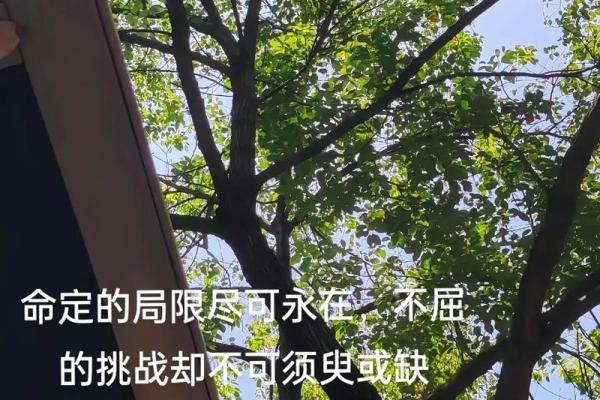 命不久矣：探寻生命的脆弱与韧性