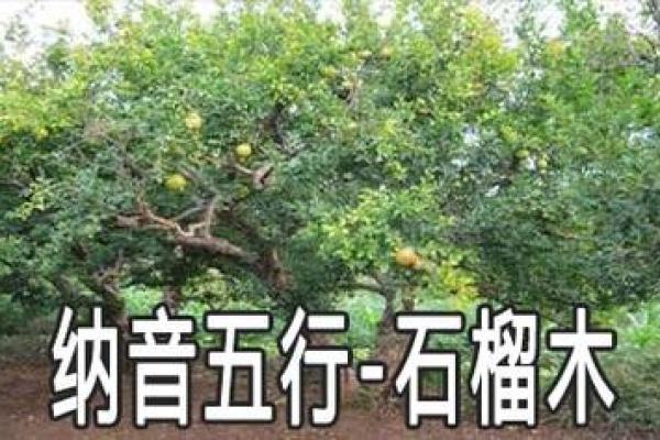 探秘石榴木命的五行之美与家居画作的完美搭配