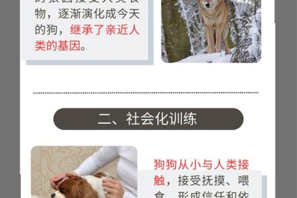 为什么有些人认为不能养黑狗？揭示命理与狗色的奥秘