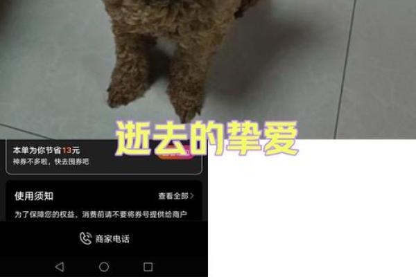 有狗命的人是什么命？探寻狗狗背后的深刻意义与影响