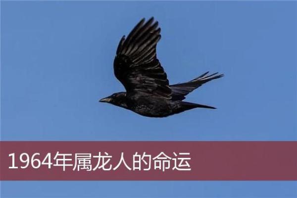 1964年属龙的人的命运与性格分析