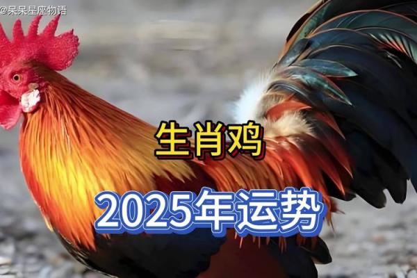 69年出生的人属鸡，见证传奇与变革的生肖之旅