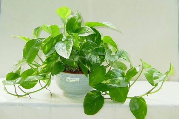 火命人的植物养护指南：选择适合的绿植，提升运势与生活质量