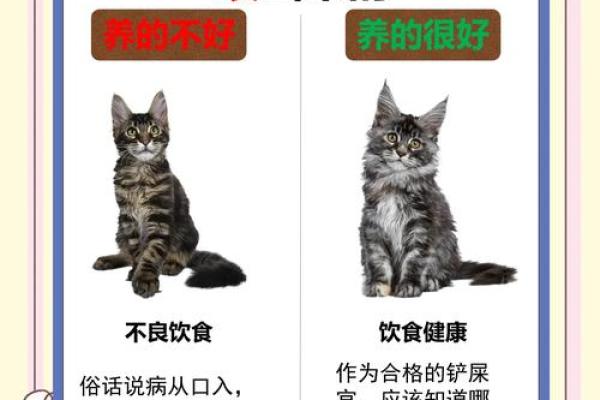 探秘三命猫猫：神秘且神奇的灵性动物