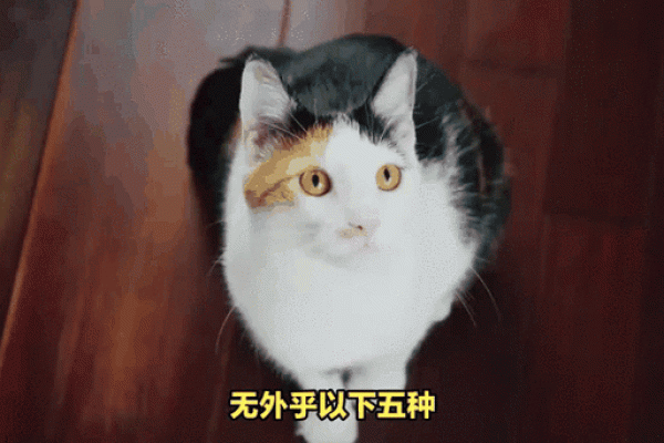 探秘三命猫猫：神秘且神奇的灵性动物
