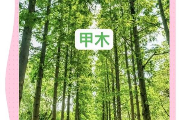 探索木命的神秘：如何根据出生年份判断你的命运