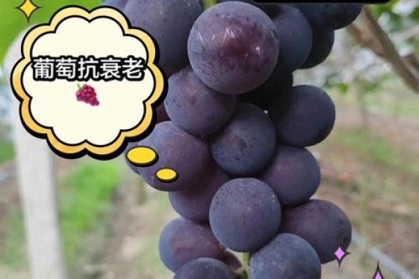 什么命的人更适合种植葡萄？探秘成功的关键与人生哲学！