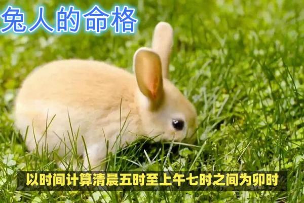 兔年宝宝命格分析：他们的性格与未来命运